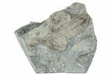 Fossil Crinoid (Xenocrinus) Plate - Ohio #270105-1